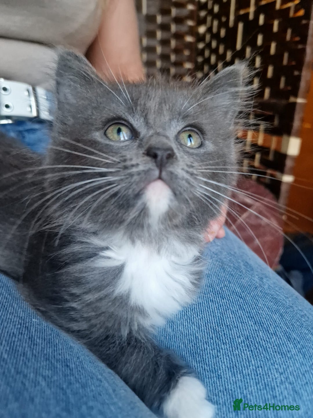 Ragdoll cats for sale: 6 CROSS RAGDOLL KITTENS WAITING FOR A LOVING HOME - Image 5