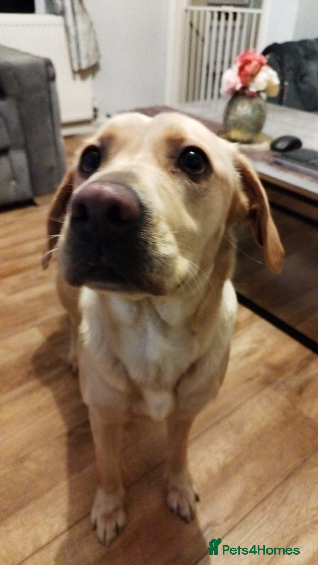 Labrador Retriever dogs for sale: Loving Forever Home Needed for Two Best Friends 🐾 - Advert 9