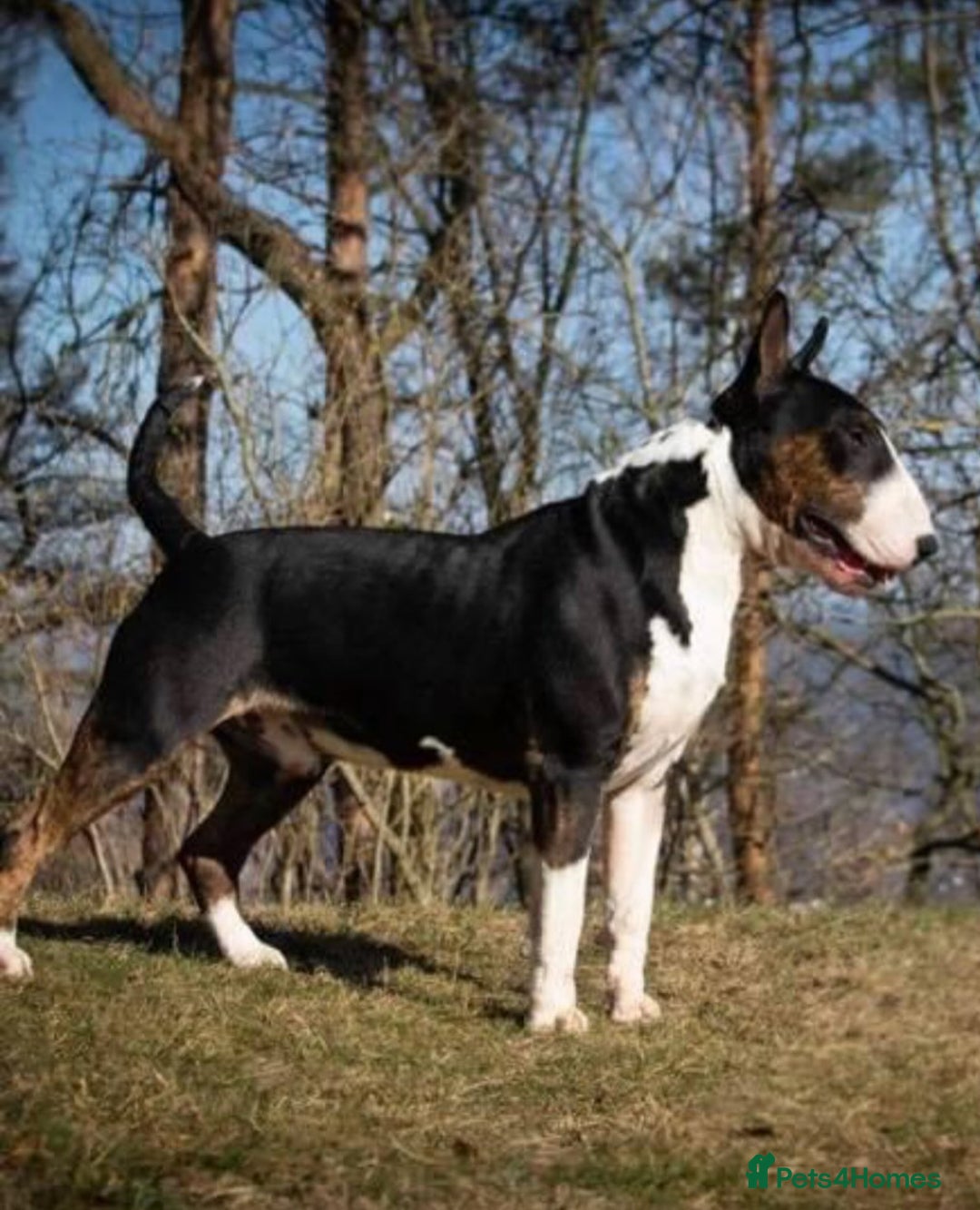 English Bull Terrier dogs for sale: Champion line EBT Puppies - Image 14
