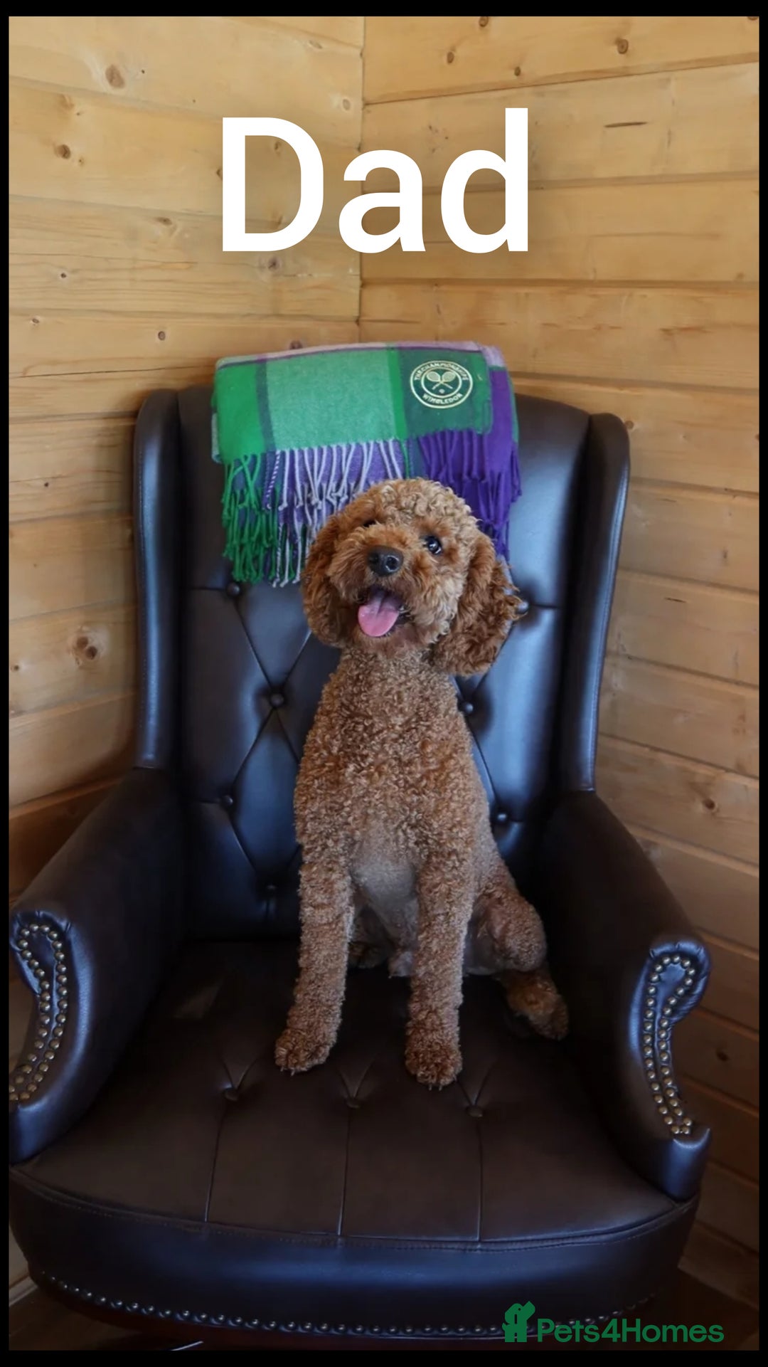 Cavapoo dogs for sale: Beautiful F2 Cavapoo Puppies - Advert 10