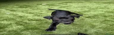 Cane Corso 7