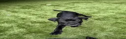 Cane Corso dogs for sale: Cane corso puppies - Advert 19