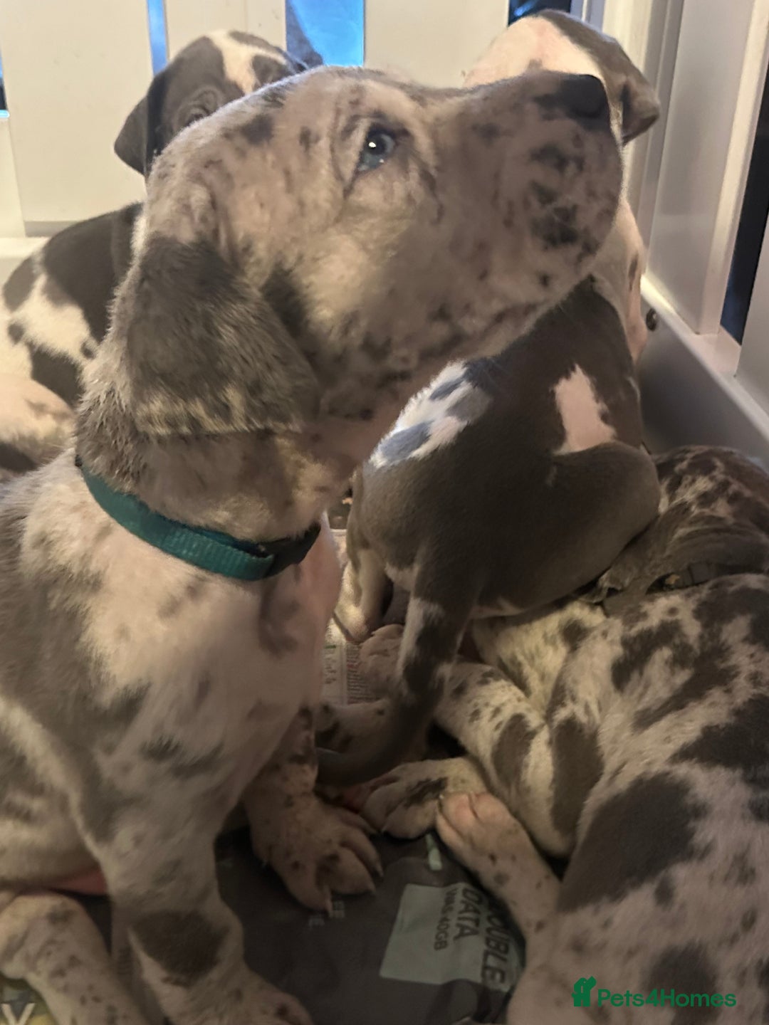 Great Dane dogs for sale: KC registered blue Great Dane puppies - Image 20