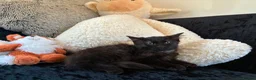 Mixed Breed cats for sale: Ragdoll cross Tiger Tabby kittens in Chichester - Advert 3