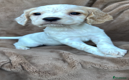 Cocker Spaniel dogs for sale: Gorgeous kc registered cocker spaniel puppies - Image 17