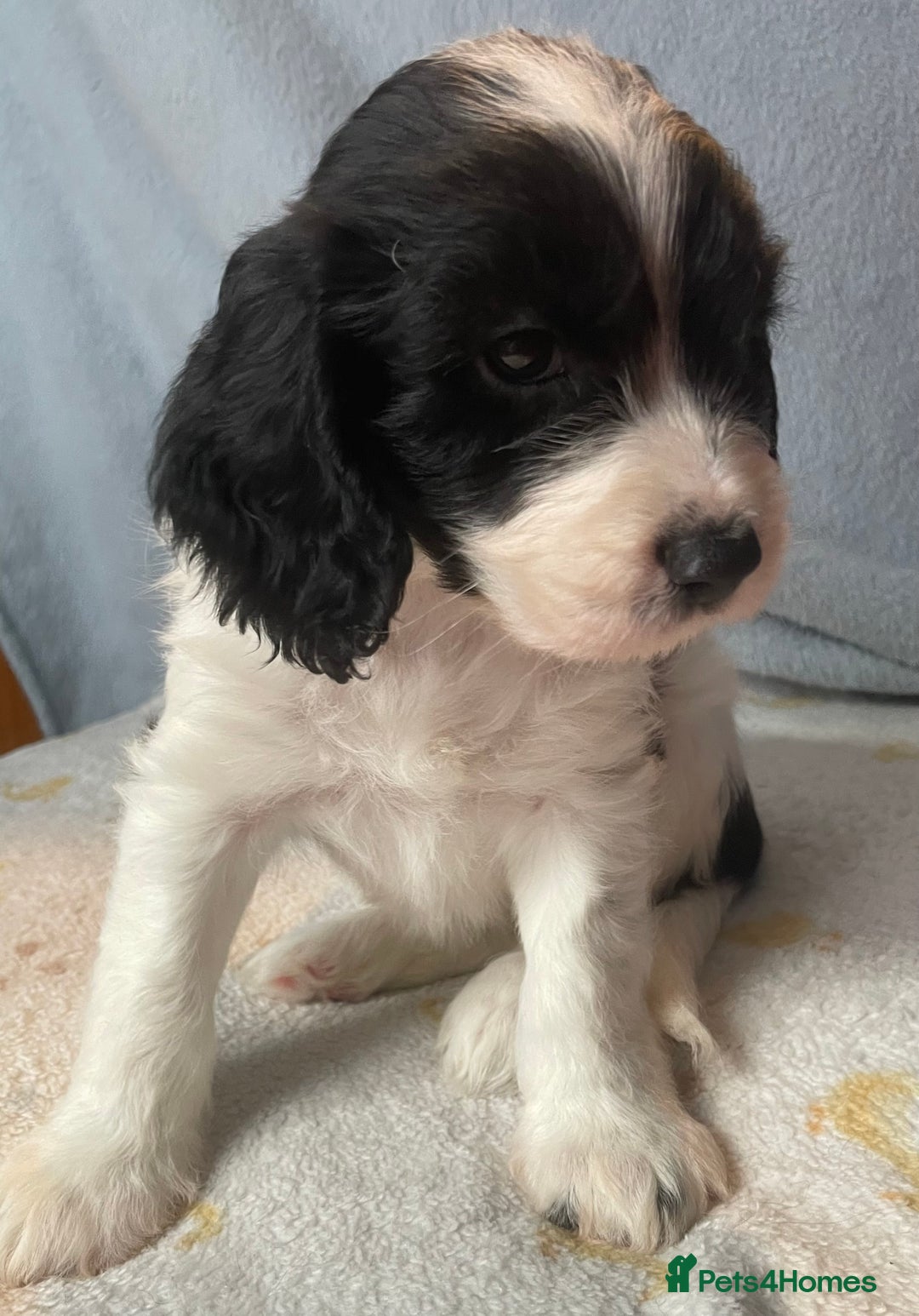 Mixed Breed dogs for sale: Cocker Spaniel cross Cavapoo Pups - Image 14