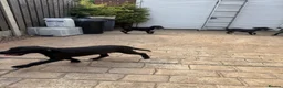 Mixed Breed dogs for sale: Bedlington whippet pups first cross READY TO GO - Advert 5