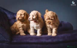 Cockapoo dogs for sale: **Ready Now**Miniature F1B Cockapoos  - Image 18