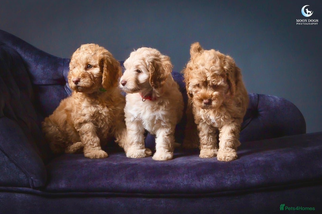 Cockapoo dogs for sale: **Ready Now**Miniature F1B Cockapoos  - Image 18