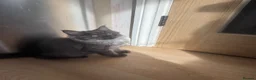 Ragcoon cats for sale: Cuteness Overload Incoming! Adorable Ragcoon Kitts - Advert 18