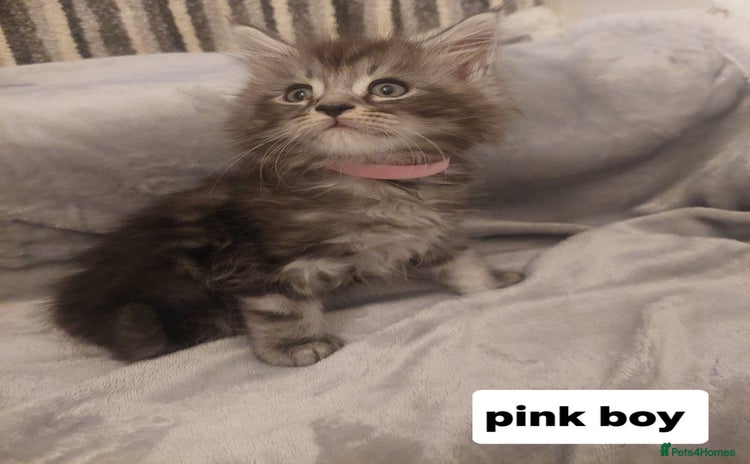 Ragcoon cats - Advert 1