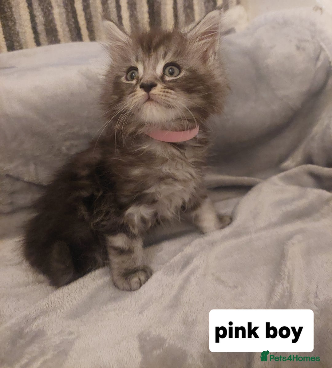 Ragcoon cats for sale: Beautiful ragcoon  - Image 1