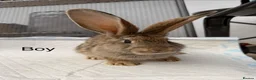 Continental Giant rabbits for sale: Continental giant x New Zealand  - Advert 5