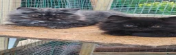 Persian cats for sale: Pure Persian long hair kitten  - Advert 16