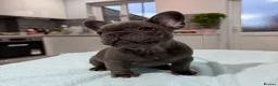 French Bulldog dogs for sale: French Bulldog puppies one girl and one boy - Advert 8