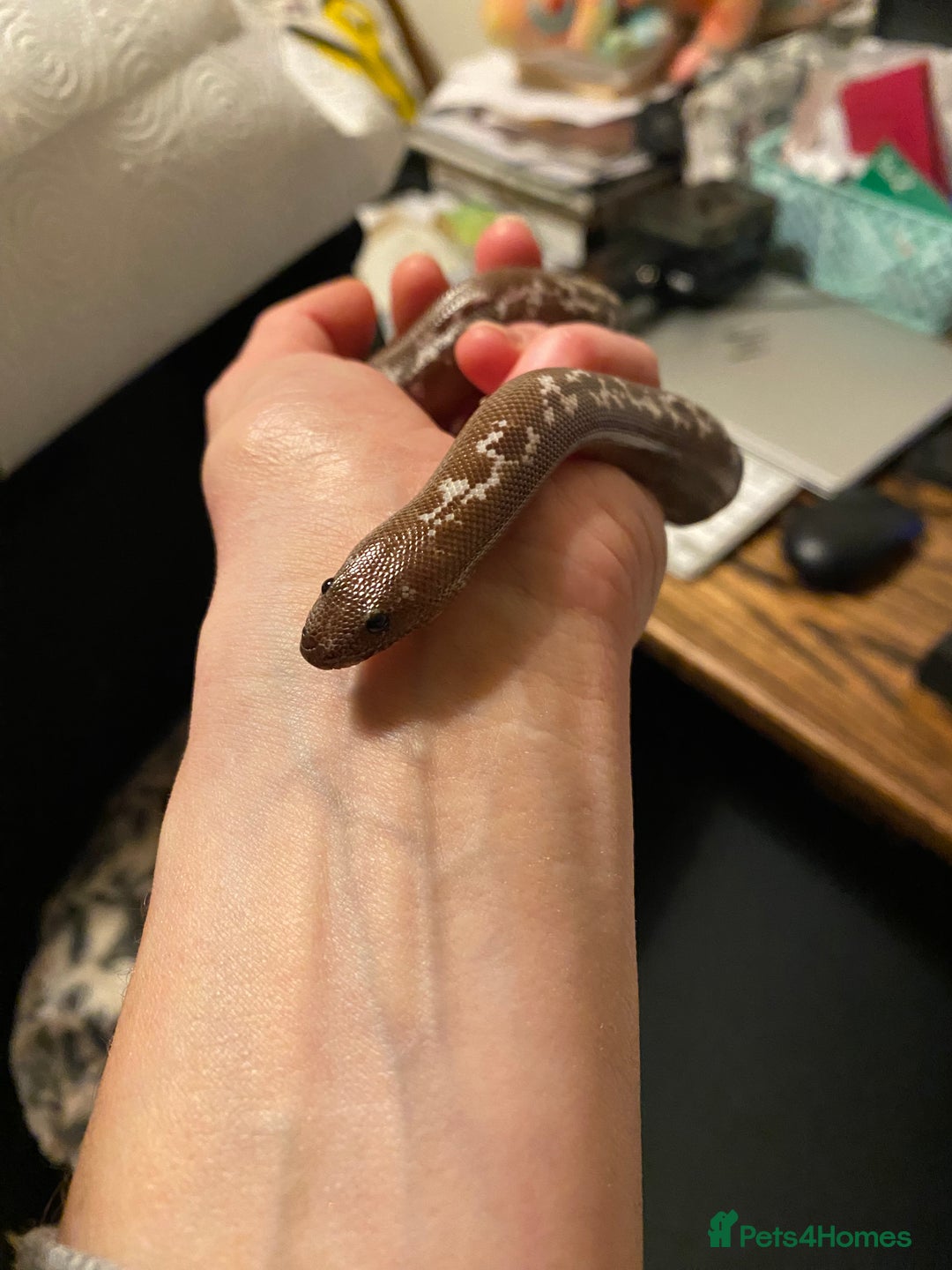 Boa Snake reptiles for sale: Female & male Kenyan Sand Boas - Advert 1