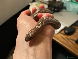 Boa Snake reptiles Female Kenyan Sand Boa (MALE NOW RESERVED) - Advert 22
