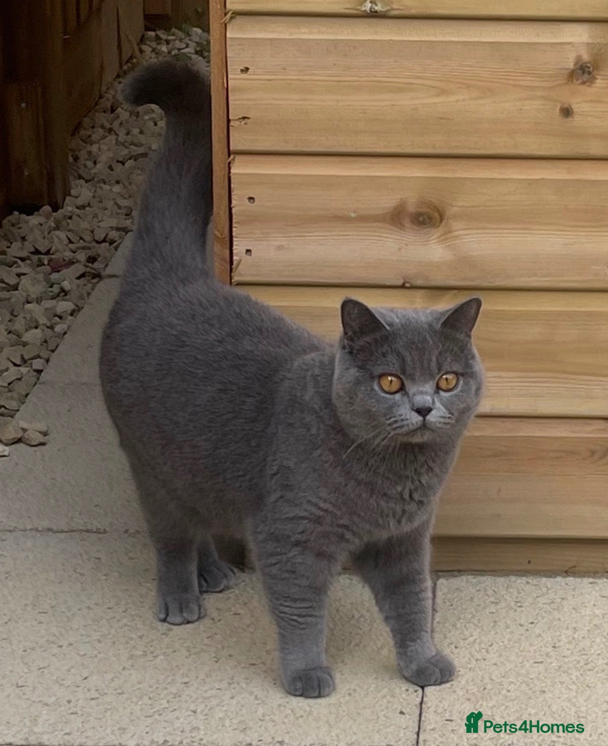 British Shorthair cats for sale: Quality Champion Bloodline GCCF British Shorthair - Advert 1