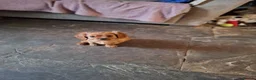 Cavalier King Charles Spaniel dogs for sale: Cavalier  - Advert 4