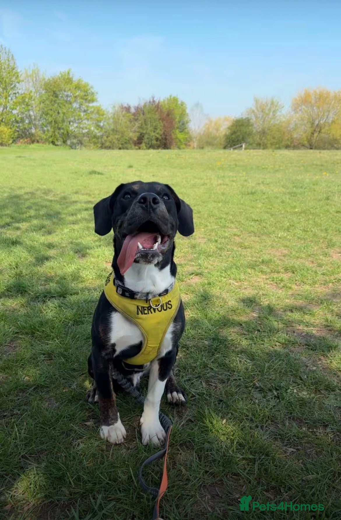 Mixed Breed dogs buddy needs a forever home - Advert 2
