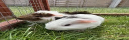 Guinea Pig rodents for sale: Baby Guinea pigs! - Advert 11