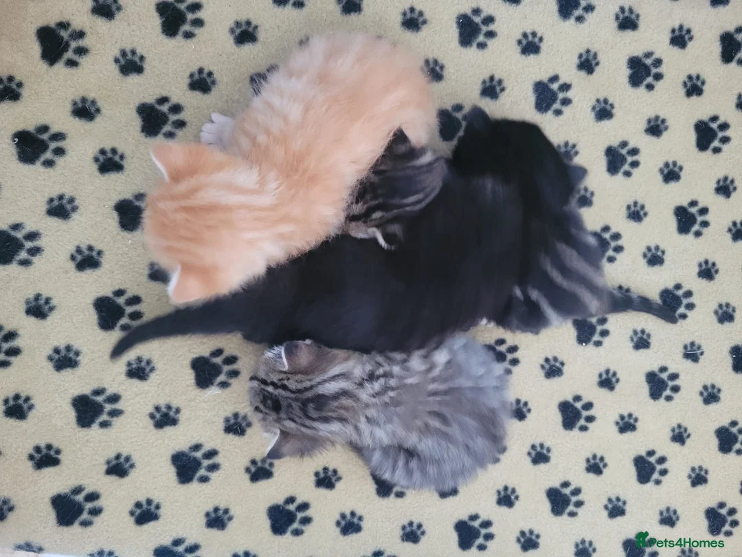 Mixed Breed cats for sale: Beautiful kittens for sale - ready 21ST May - Advert 8