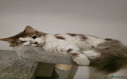 Turkish Van cats for sale: Lovely Female Cat for Rehoming — Turkish Van Mix - Image 1