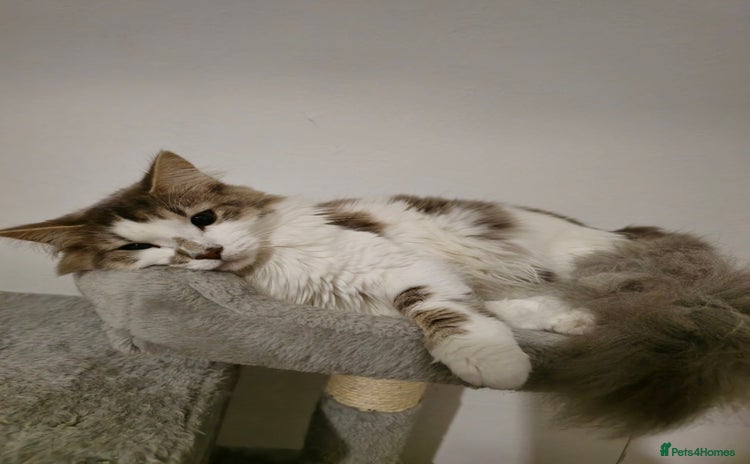 Turkish Van cats - Advert 6
