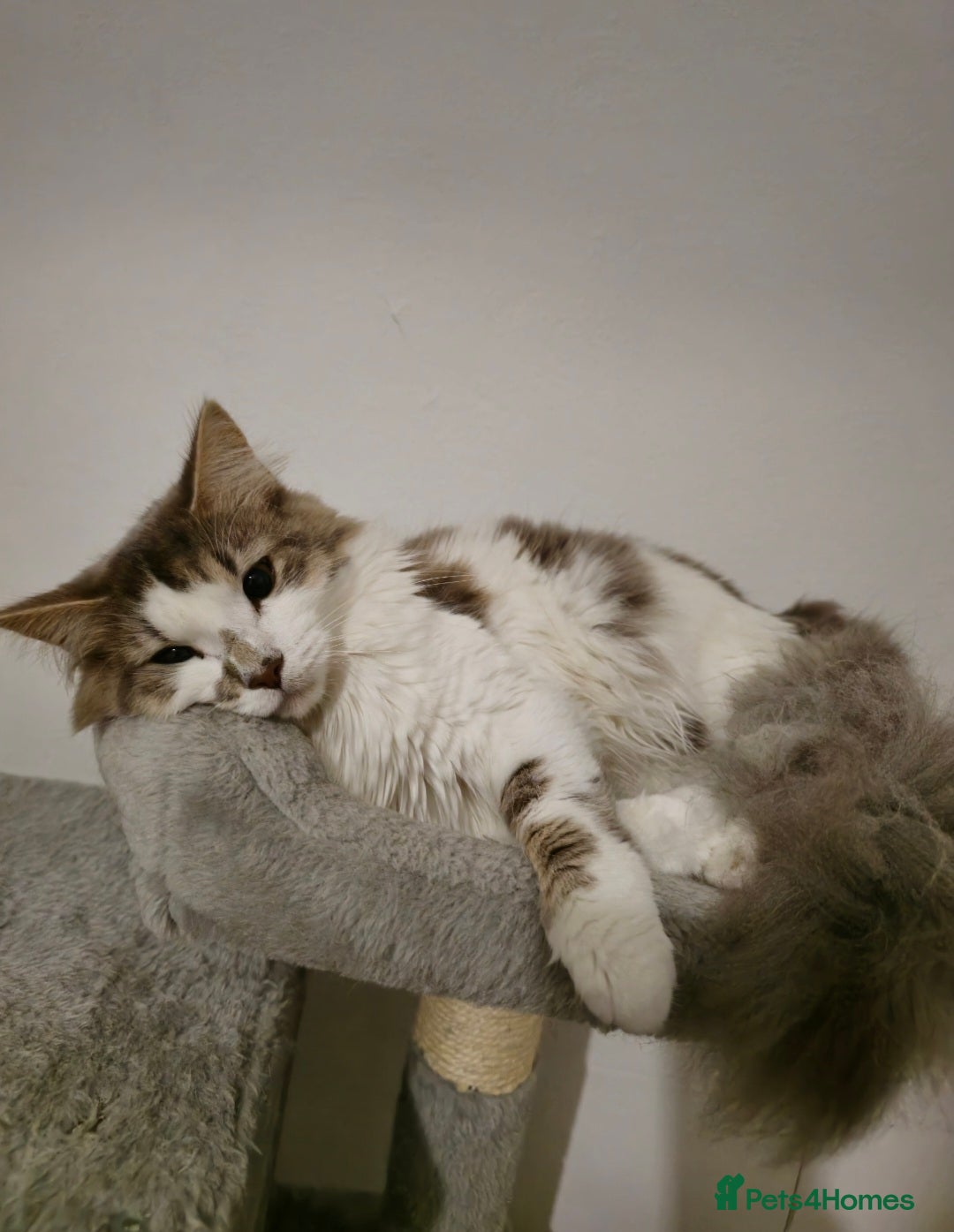 Turkish Van cats for sale: Lovely Female Cat for Rehoming — Turkish Van Mix - Image 1