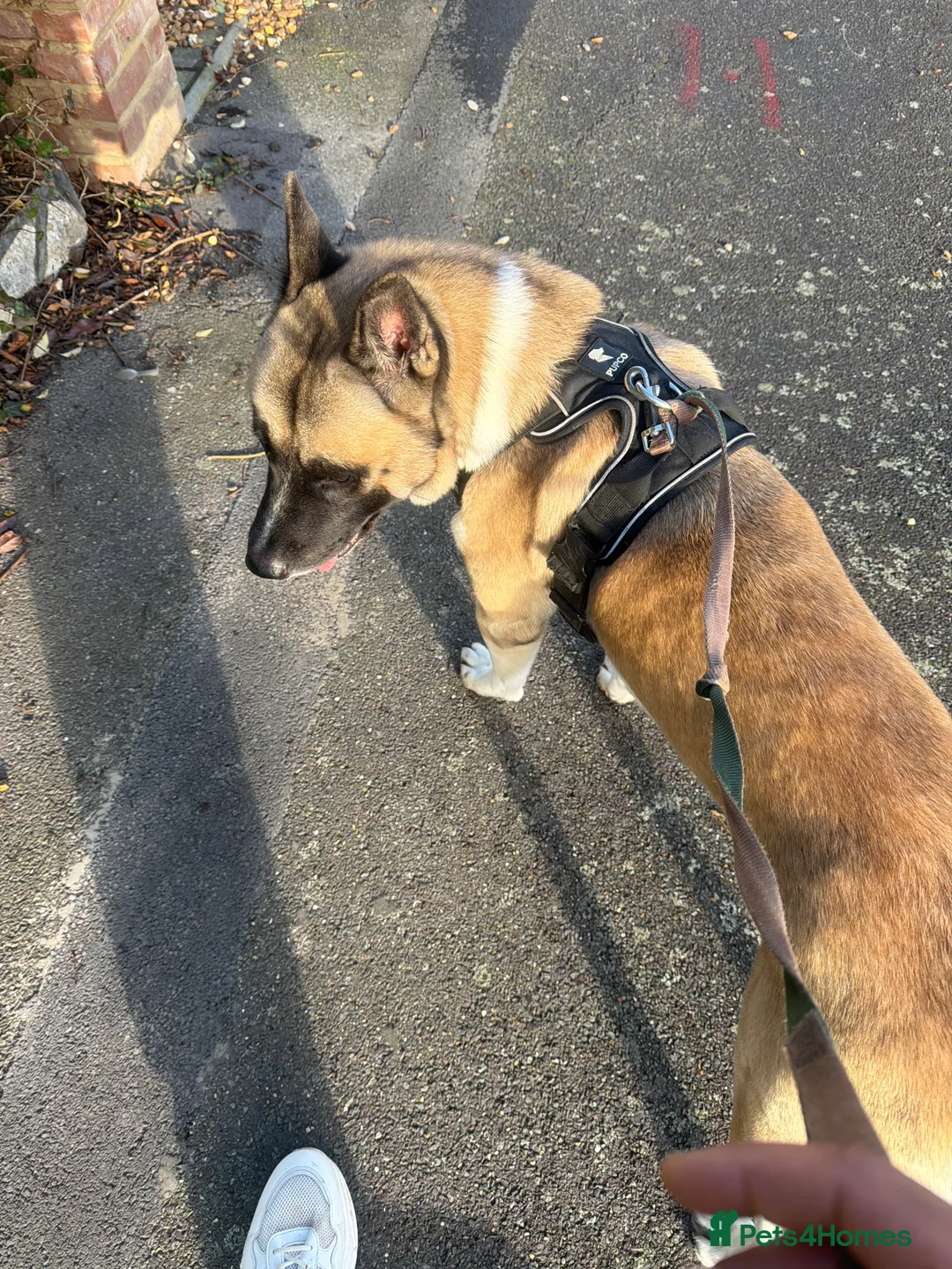 Akita dogs for sale: Big Boy Storm An All American Akita  - Advert 4