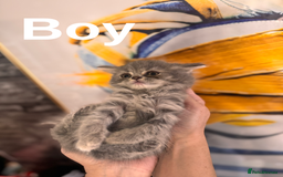British Longhair cats for sale: British Long Hair Kittens - Image 15