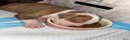 Alapaha Blue Blood Bulldog dogs for sale: Alapahabluebloodbulldog  in Gloucester - Advert 3