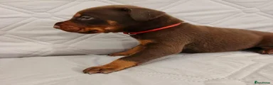 Red collar male
