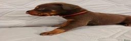 Dobermann dogs for sale: European doberman puppies for sale. in Swindon - Advert 6