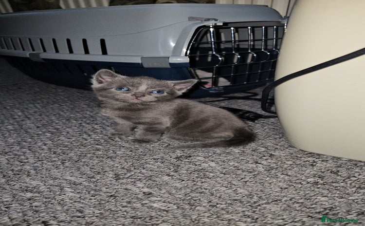 Russian Blue cats - Advert 1