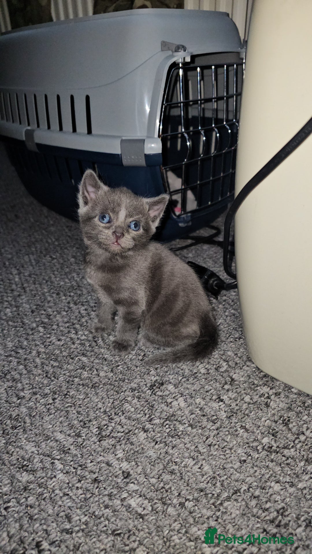 Russian Blue cats for sale: Russian Blue Kittens – Hypoallergenic & Stunning - Image 1