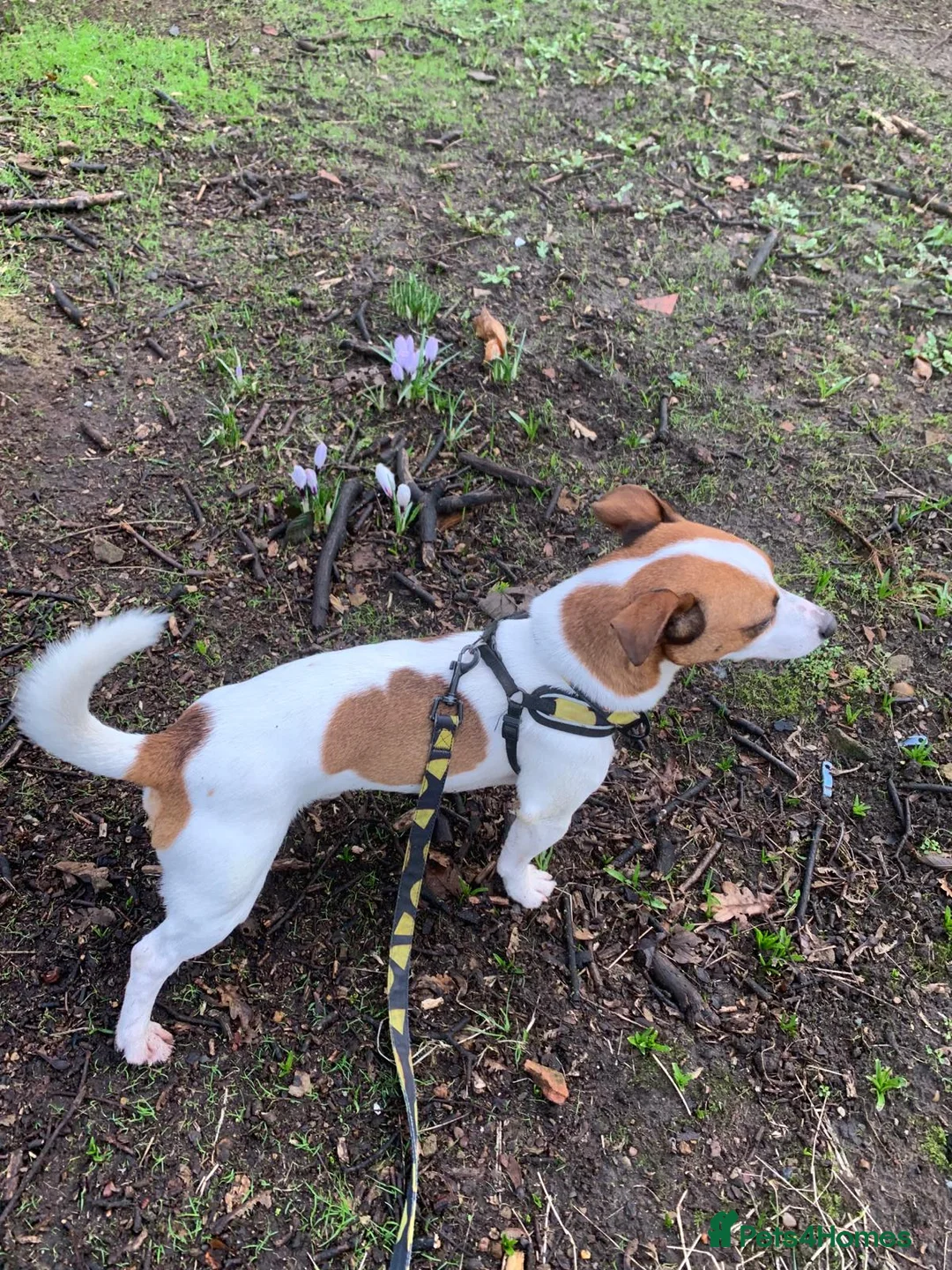 Jack Russell dogs for stud: Handsome Jack Russel boy for Stud in Doncaster - Advert 11