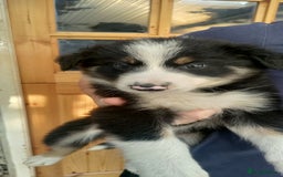 Border Collie dogs for sale: Border Collie sheepdog pups  - Image 16