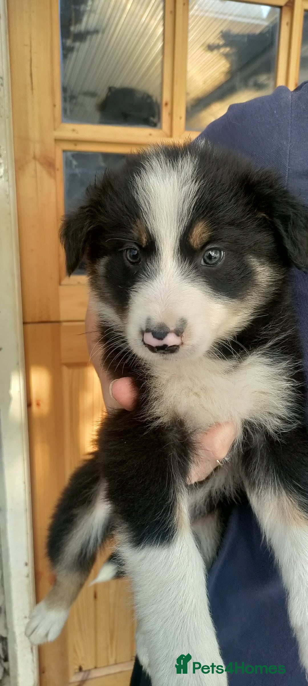 Border Collie dogs for sale: Border Collie sheepdog pups  - Image 16