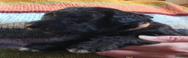 Brown collar 