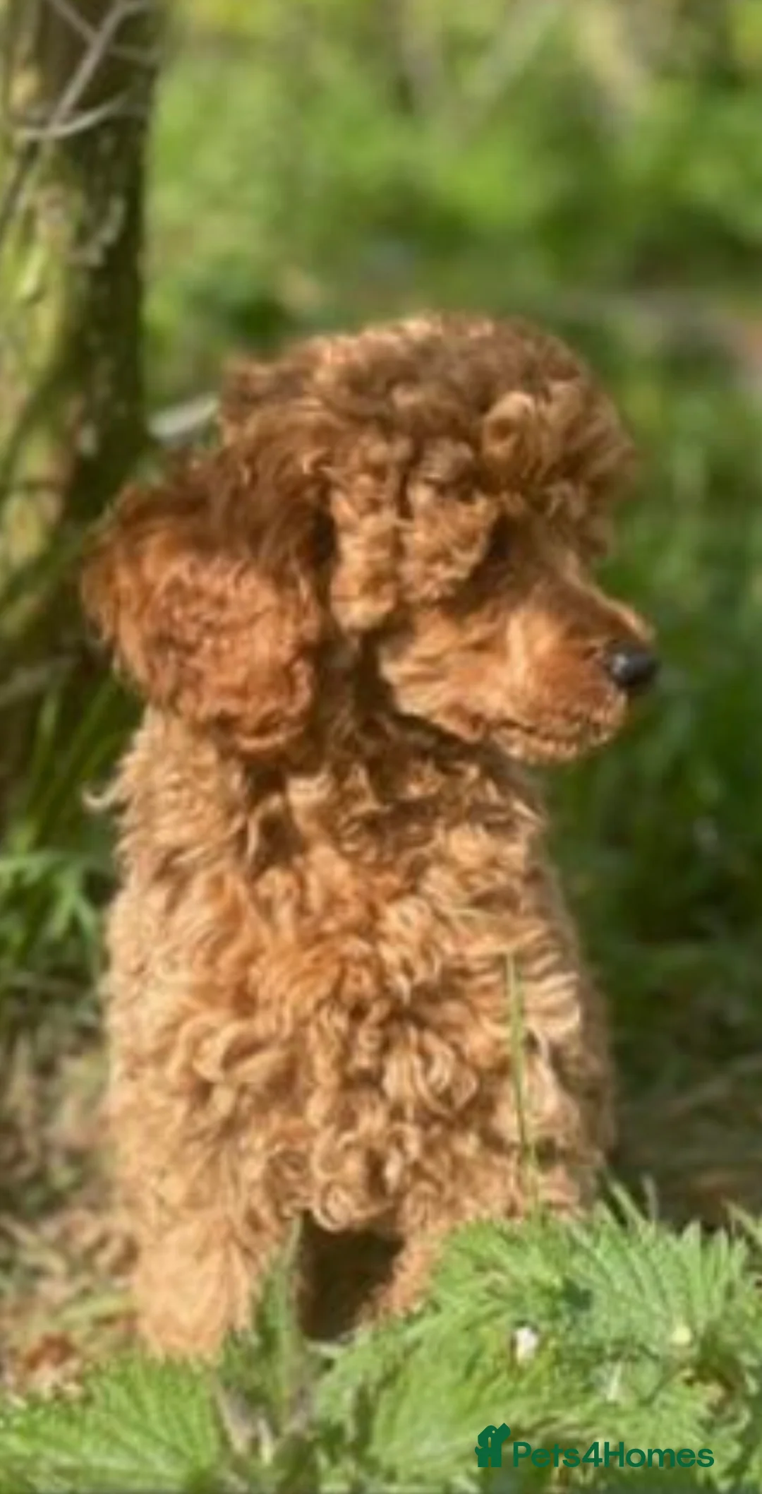 Toy Poodle dogs for stud: Red Toy poodle for stud health tested  in Swansea - Advert 3