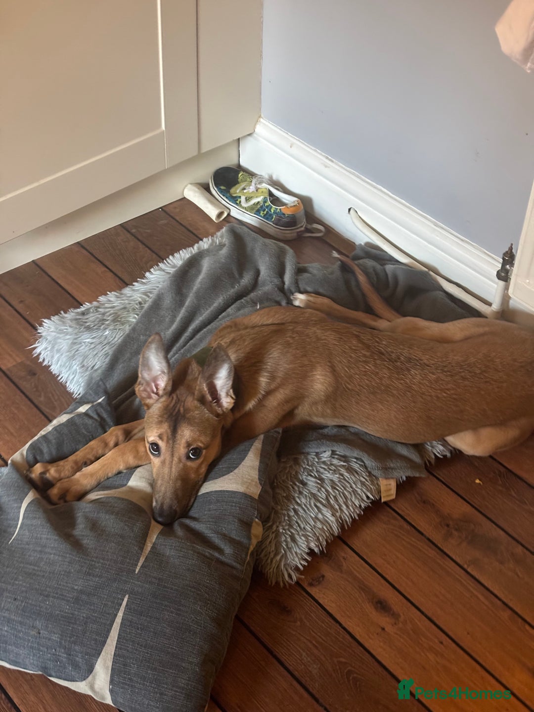 Mixed Breed dogs for sale: Whippet x Collie - Advert 6