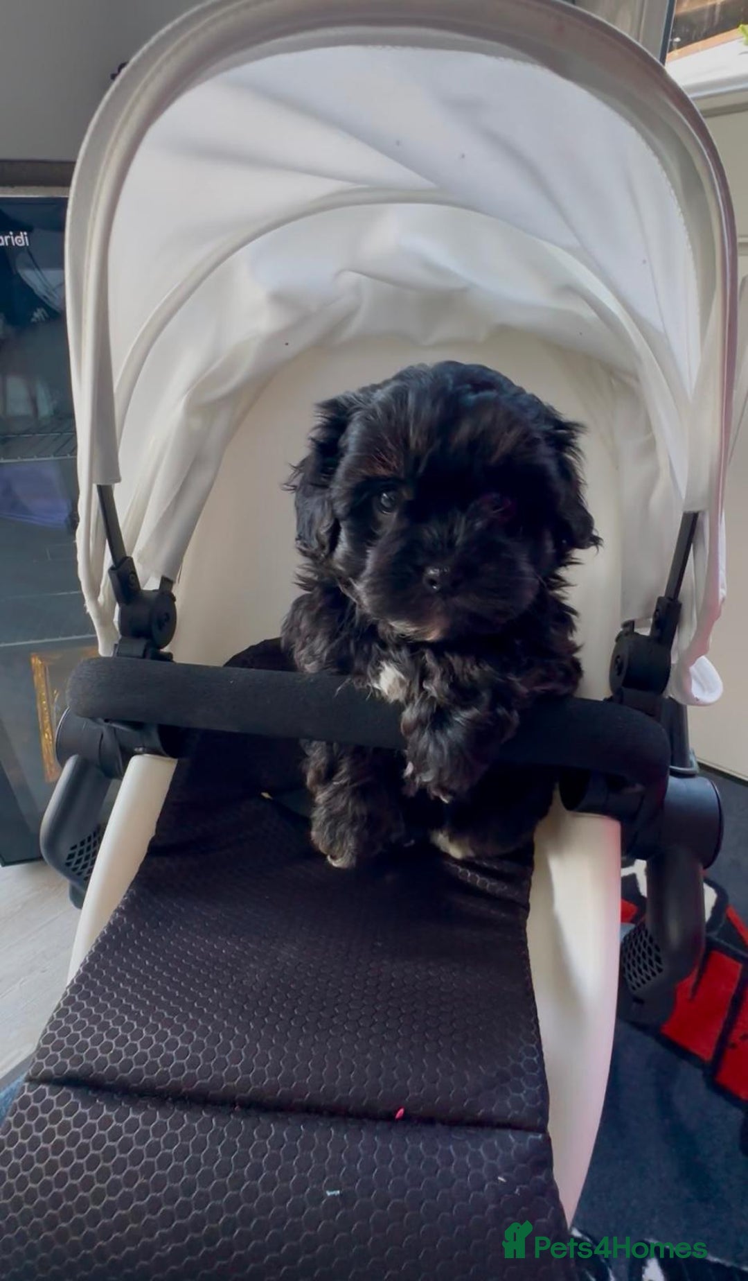 Shih Tzu dogs for sale: Rare imperial black Shih Tzu - Advert 12