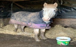 Riding pony horses for sale: For Sale Kids Lead Rein Pony! Safe and Bombproof - Advert 36