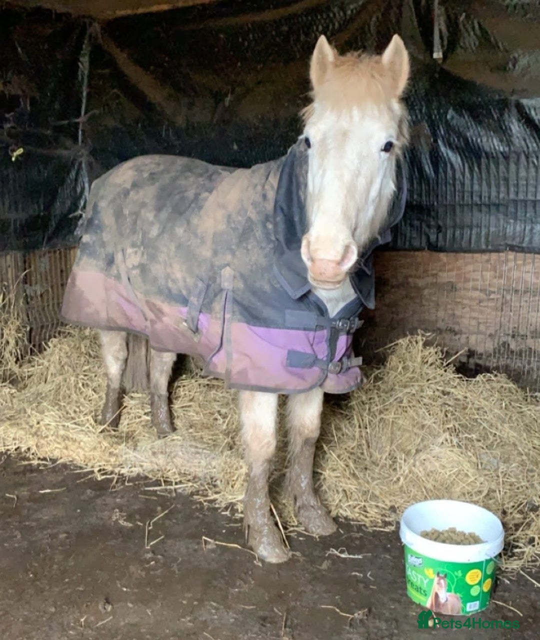 Riding pony horses for sale: For Sale Kids Lead Rein Pony! Safe and Bombproof - Advert 36