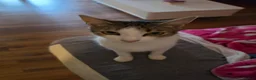 Mixed Breed cats for adoption: Galaxy for adoption in Waterlooville - Advert 1