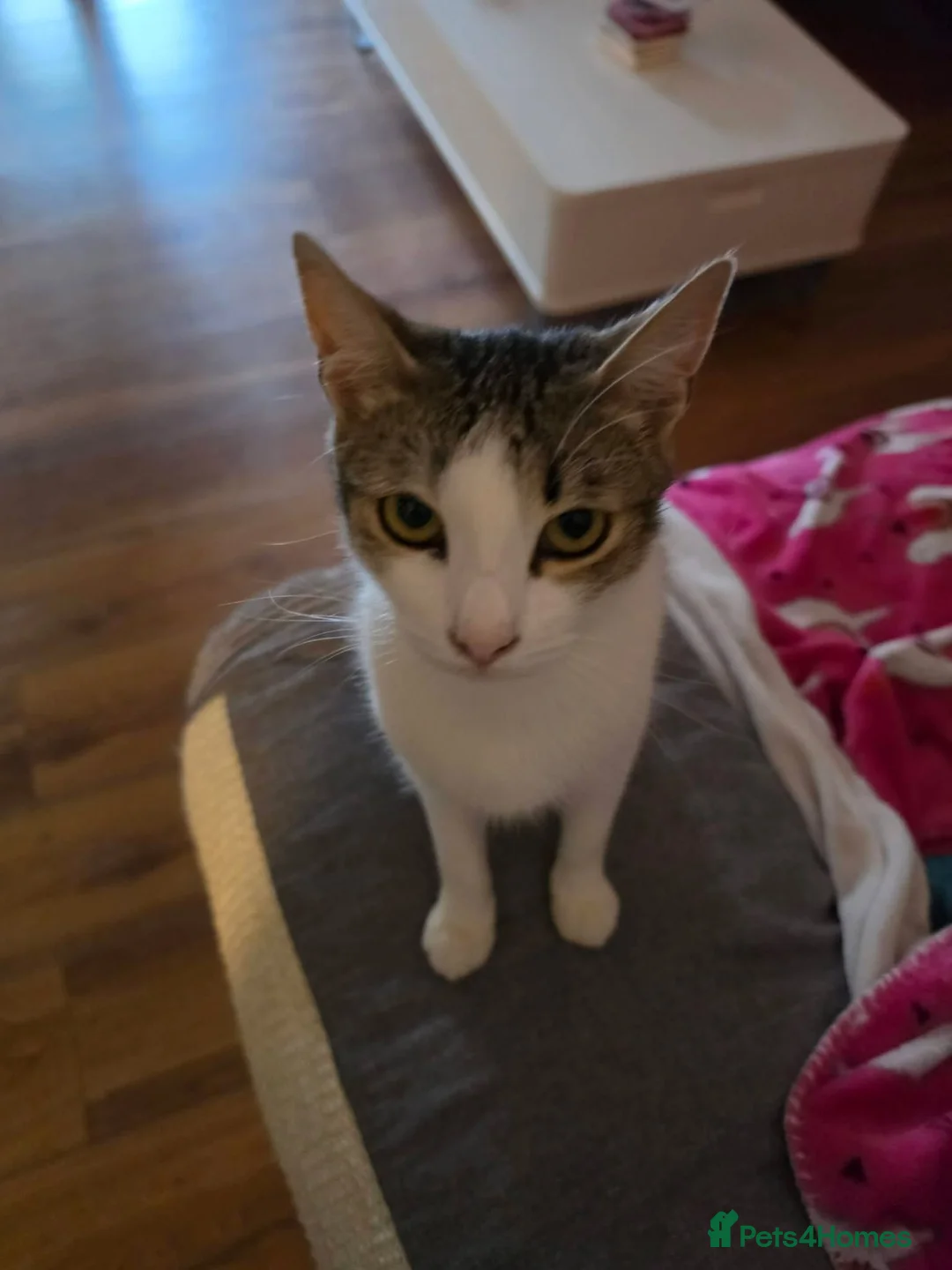 Mixed Breed cats for adoption: Galaxy for adoption in Waterlooville - Advert 1