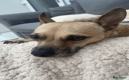 Mixed Breed dogs for sale: Ivy to be rehomed  - Image 5