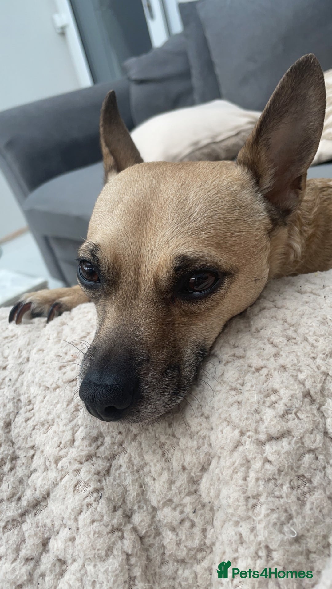 Mixed Breed dogs for sale: Ivy to be rehomed  - Image 5