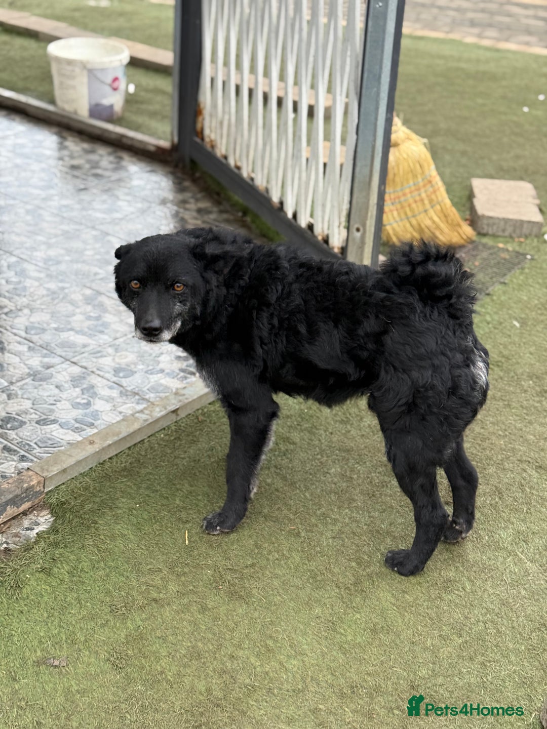 Mixed Breed dogs for adoption: Sweet Romeo Looking for LOVE - Advert 26
